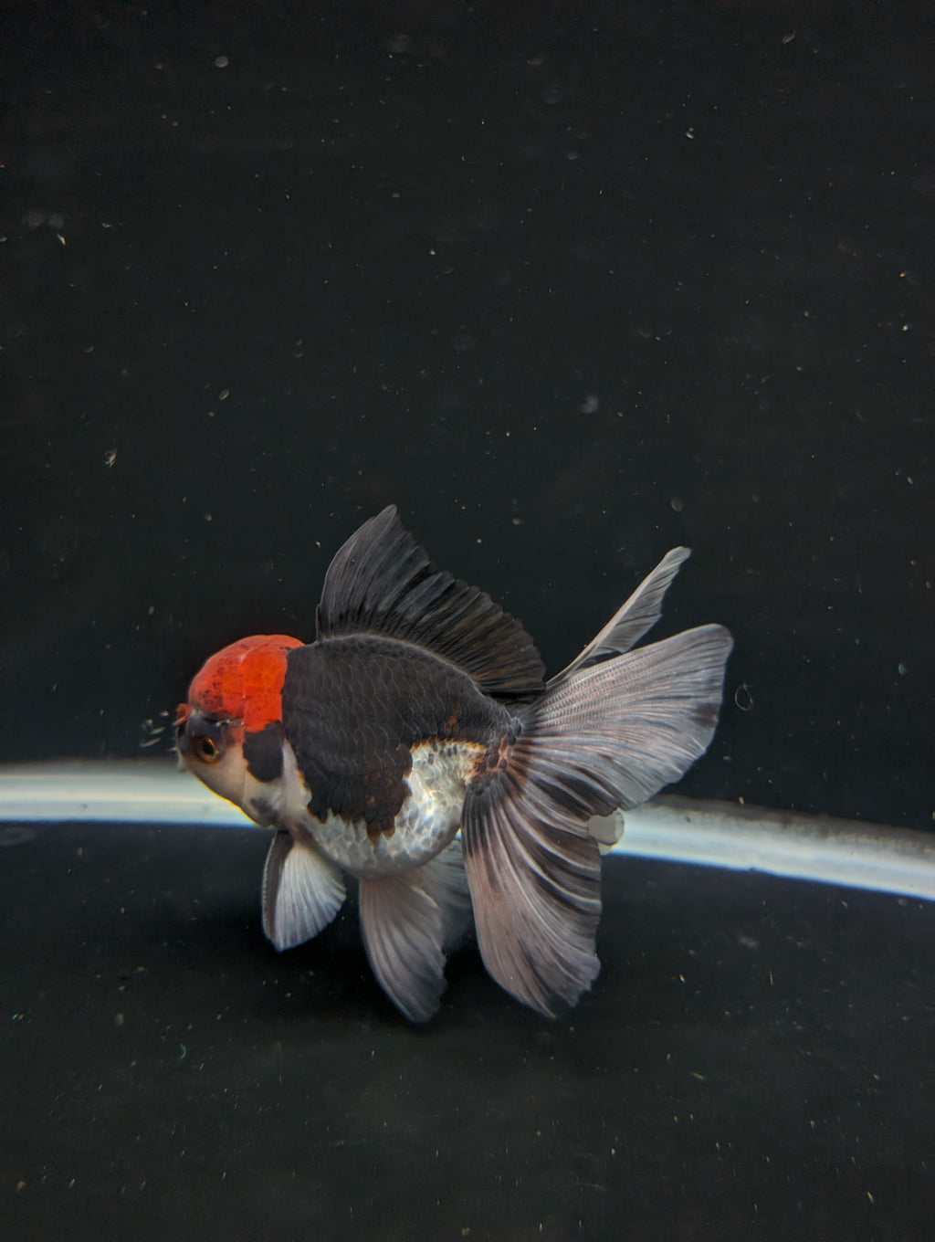 Thai Oranda Tricolor 4"-4.5"in.  ID#1030T1A-035