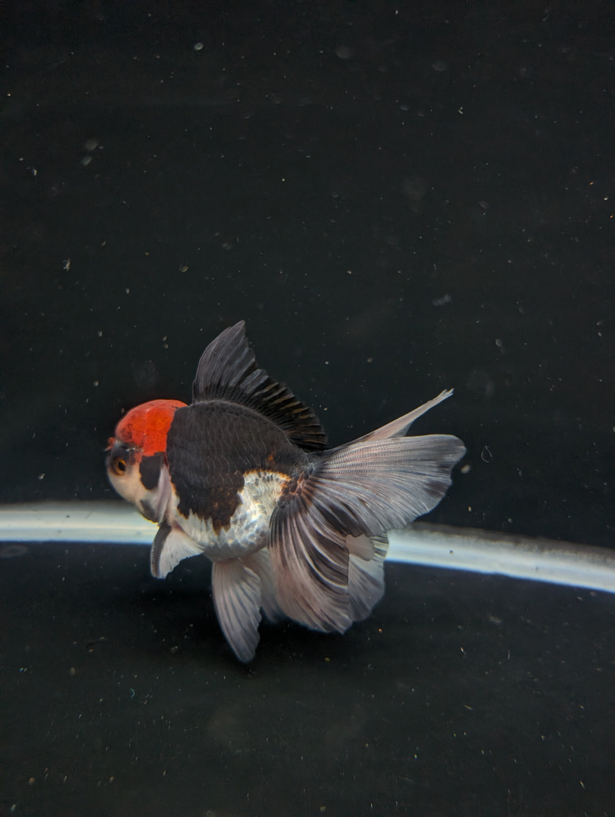 Thai Oranda Tricolor 4"-4.5"in.  ID#1030T1A-035