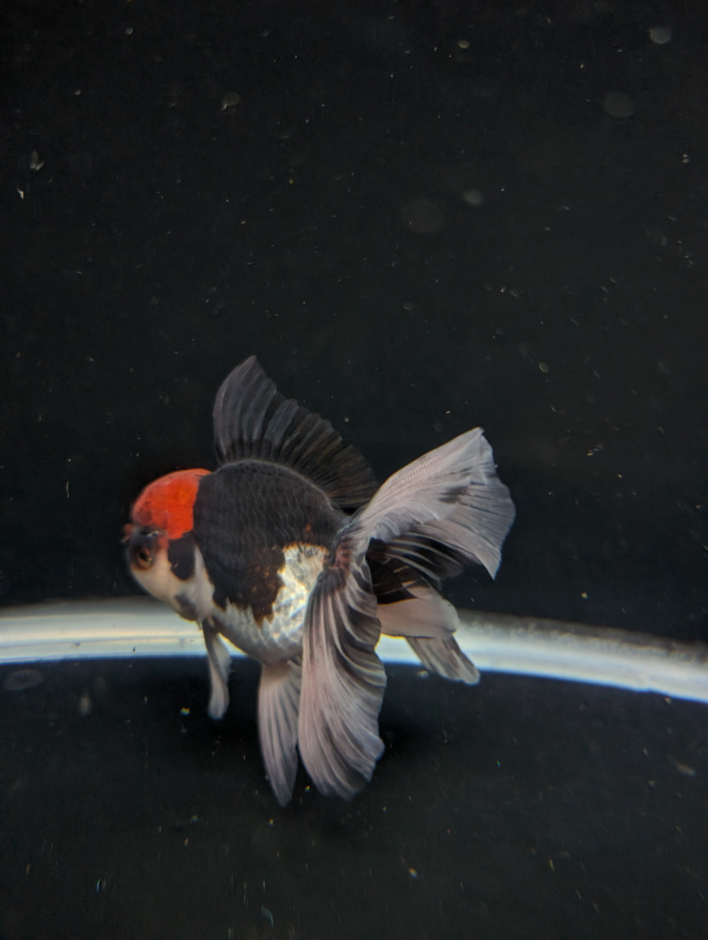 Thai Oranda Tricolor 4"-4.5"in.  ID#1030T1A-035