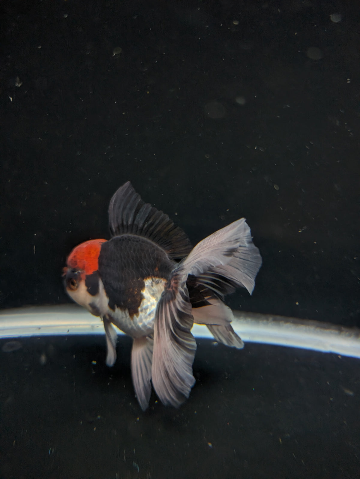 Thai Oranda Tricolor 4"-4.5"in.  ID#1030T1A-035
