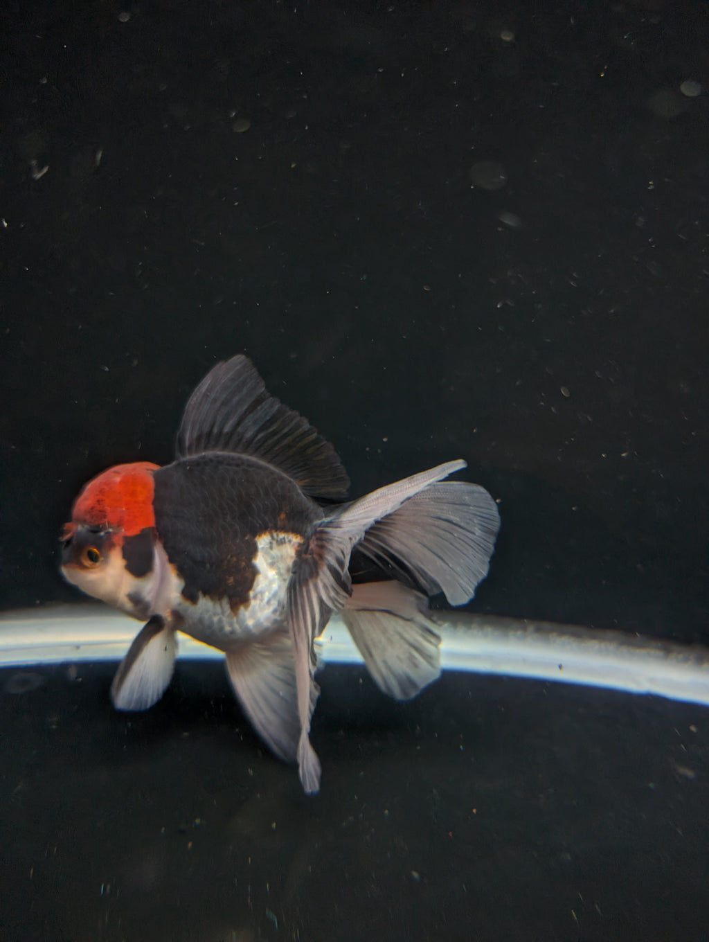 Thai Oranda Tricolor 4"-4.5"in.  ID#1030T1A-035