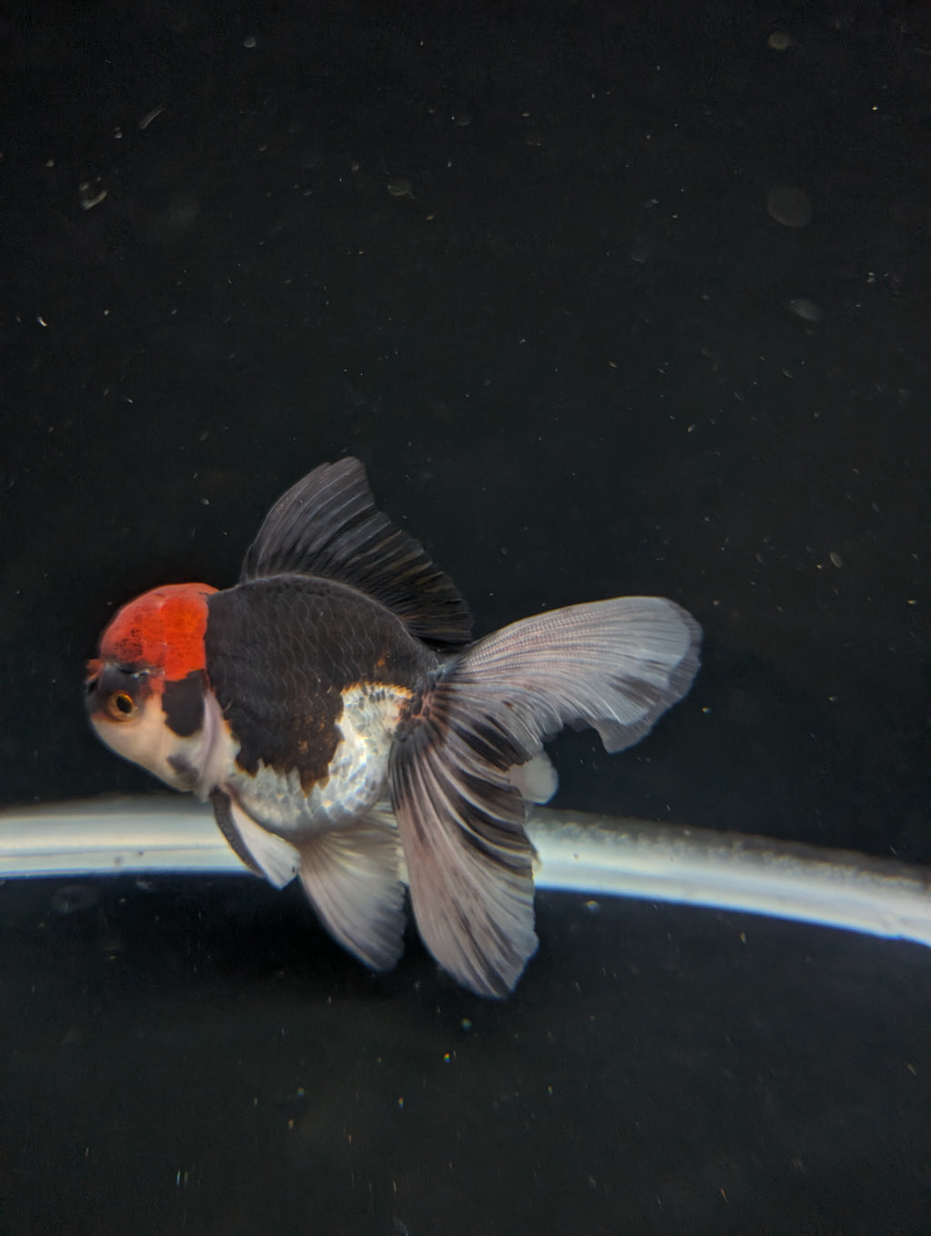Thai Oranda Tricolor 4"-4.5"in.  ID#1030T1A-035