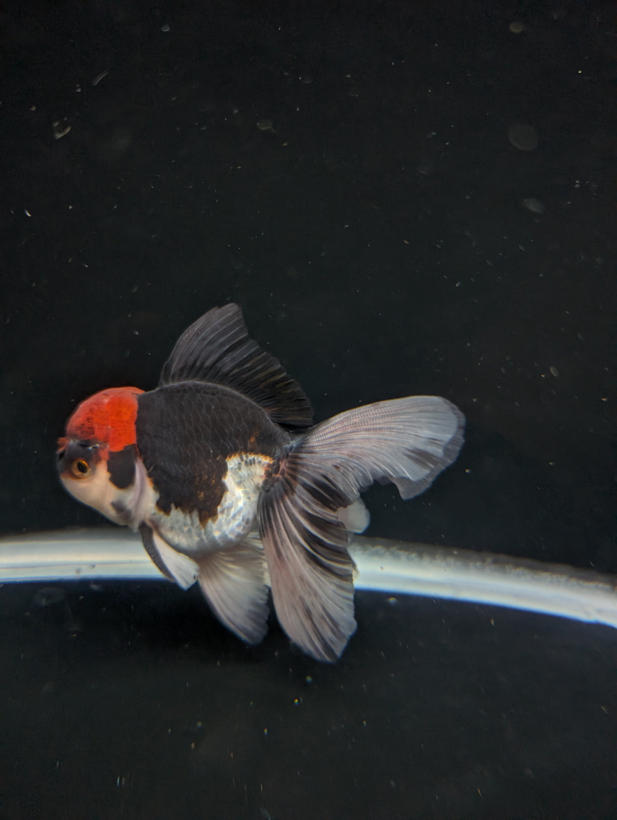 Thai Oranda Tricolor 4"-4.5"in.  ID#1030T1A-035