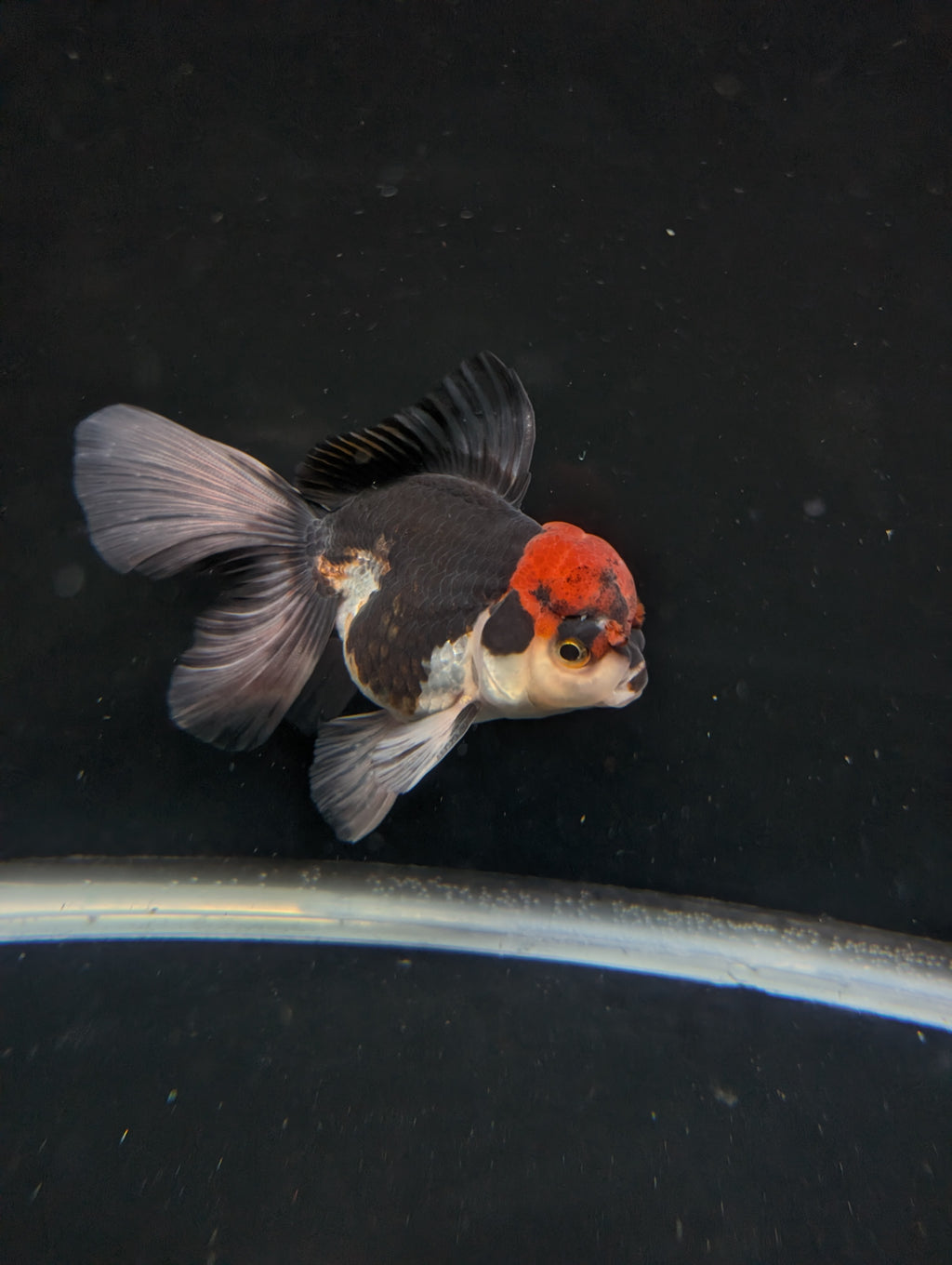 Thai Oranda Tricolor 4"-4.5"in.  ID#1030T1A-035
