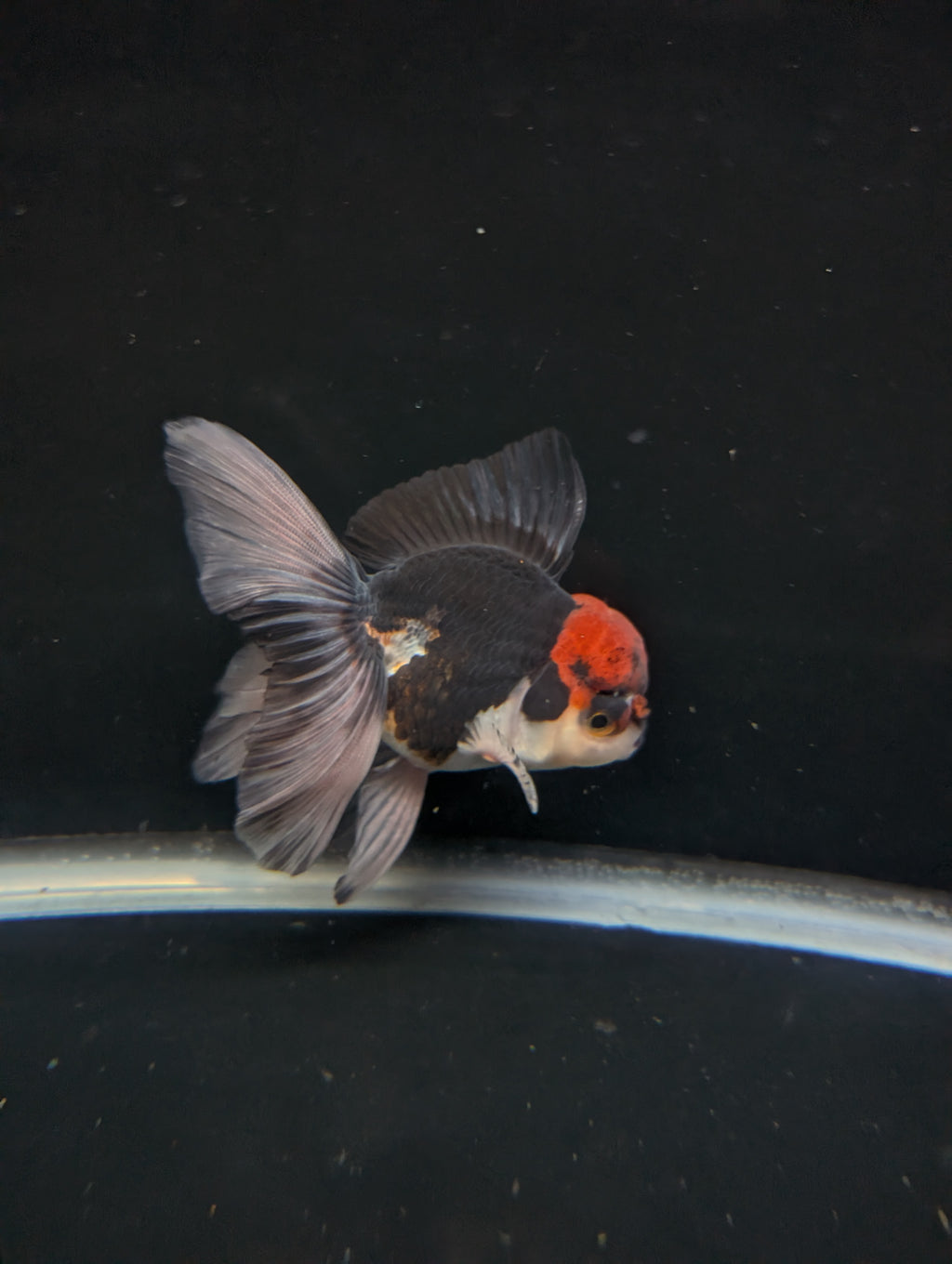 Thai Oranda Tricolor 4"-4.5"in.  ID#1030T1A-035