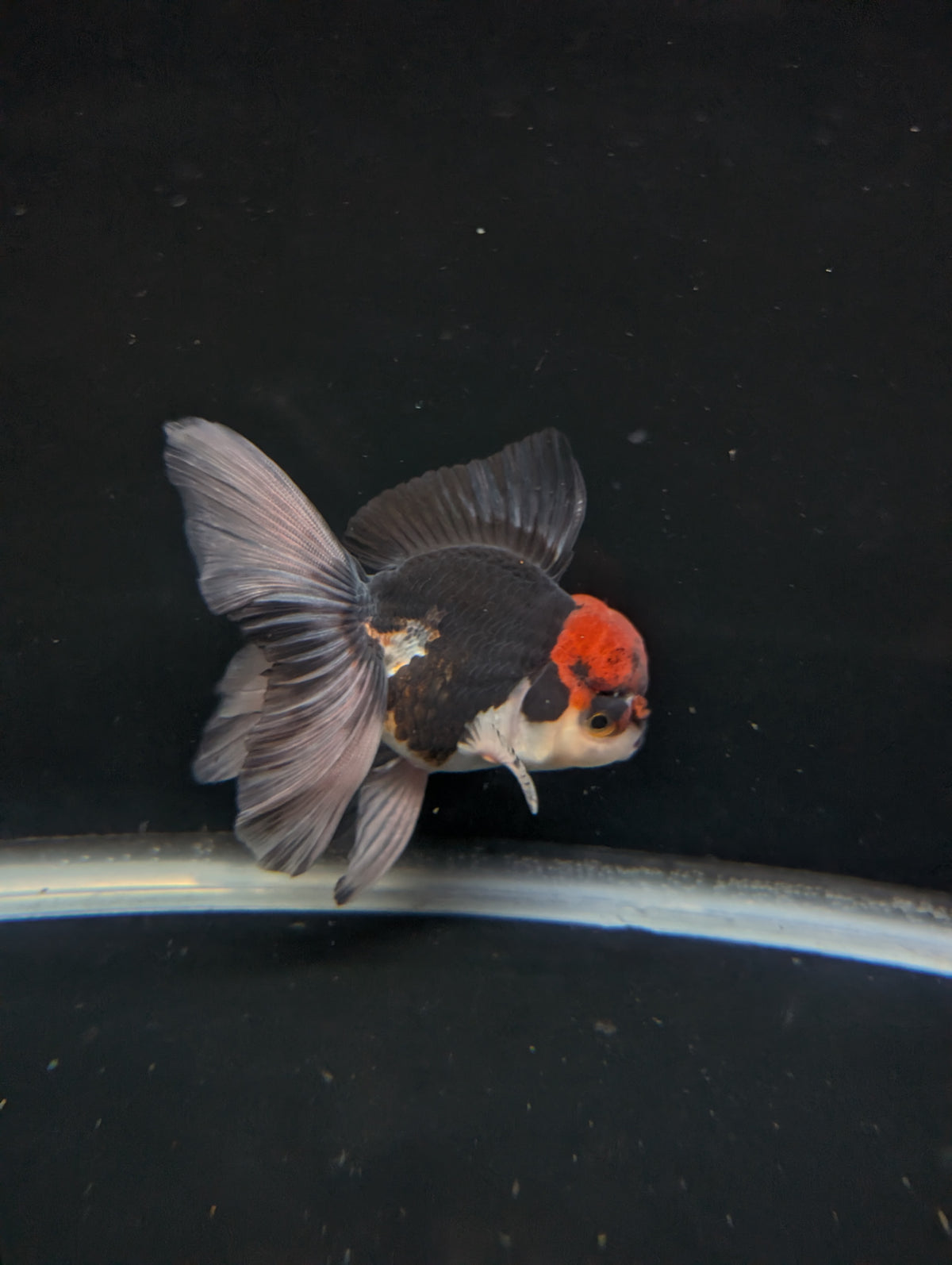 Thai Oranda Tricolor 4"-4.5"in.  ID#1030T1A-035