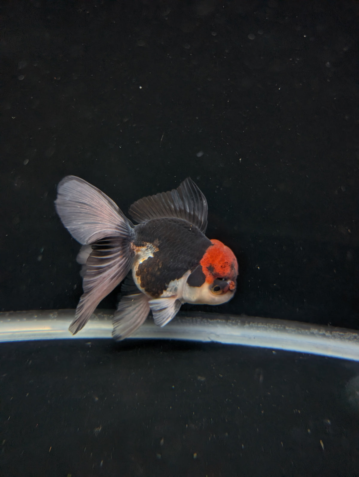 Thai Oranda Tricolor 4"-4.5"in.  ID#1030T1A-035