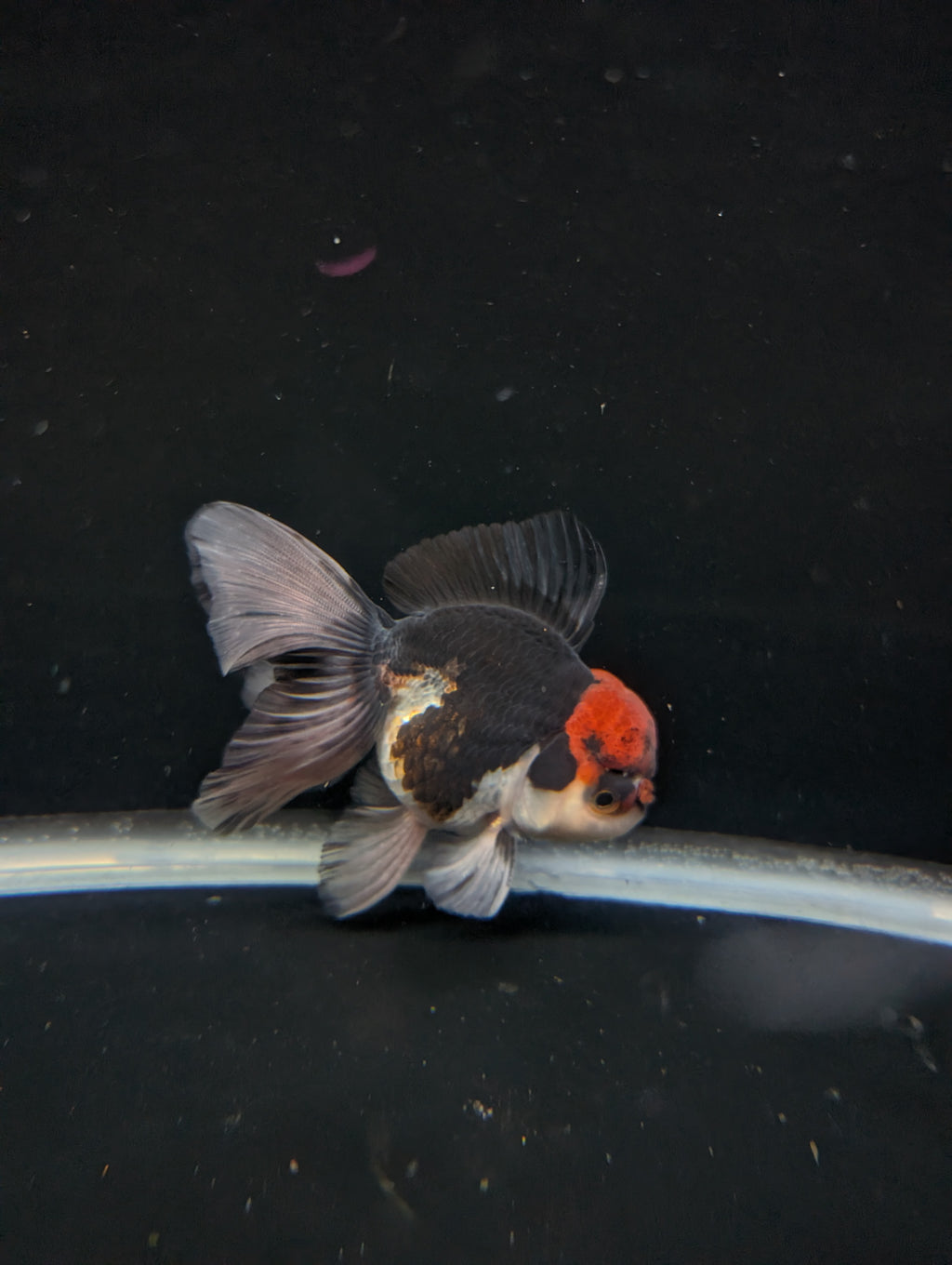 Thai Oranda Tricolor 4"-4.5"in.  ID#1030T1A-035