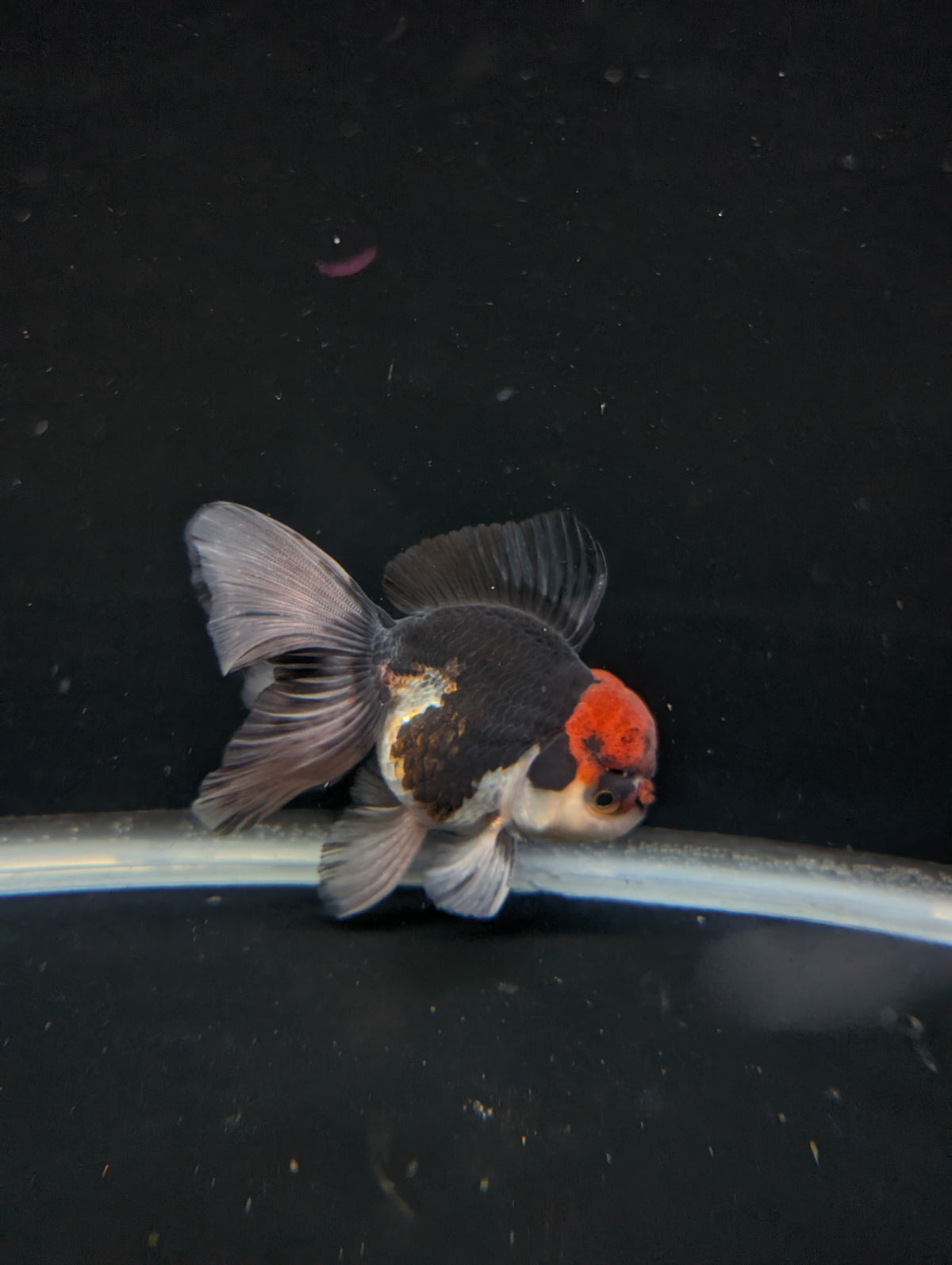 Thai Oranda Tricolor 4"-4.5"in.  ID#1030T1A-035