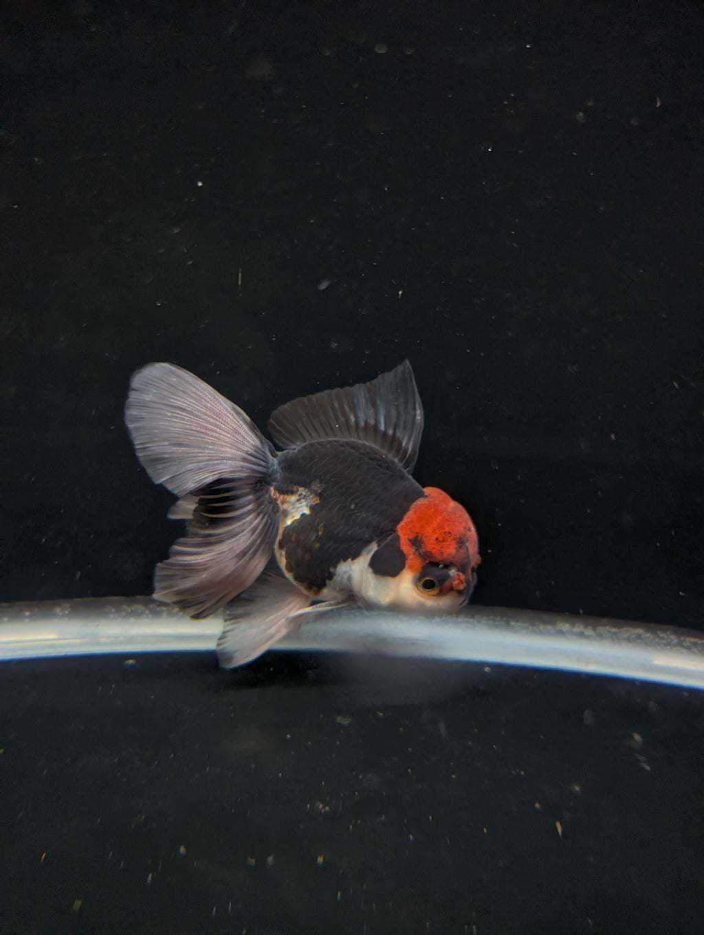 Thai Oranda Tricolor 4"-4.5"in.  ID#1030T1A-035