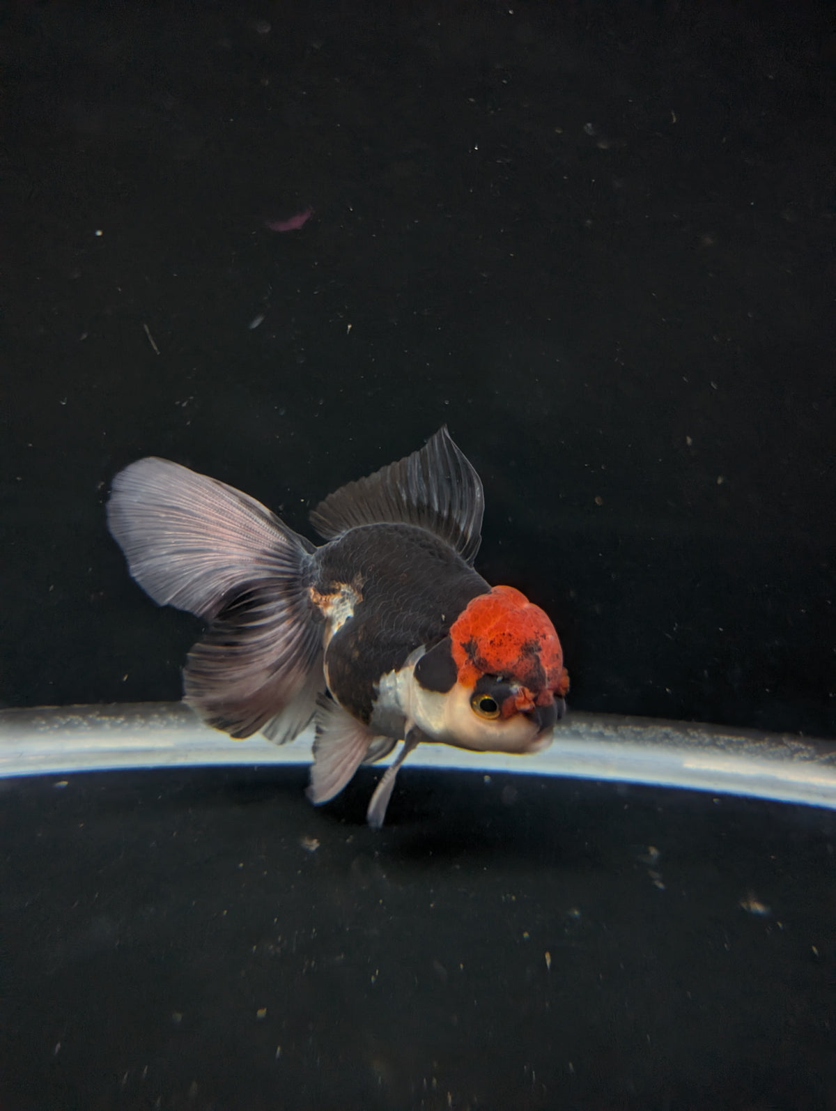 Thai Oranda Tricolor 4"-4.5"in.  ID#1030T1A-035