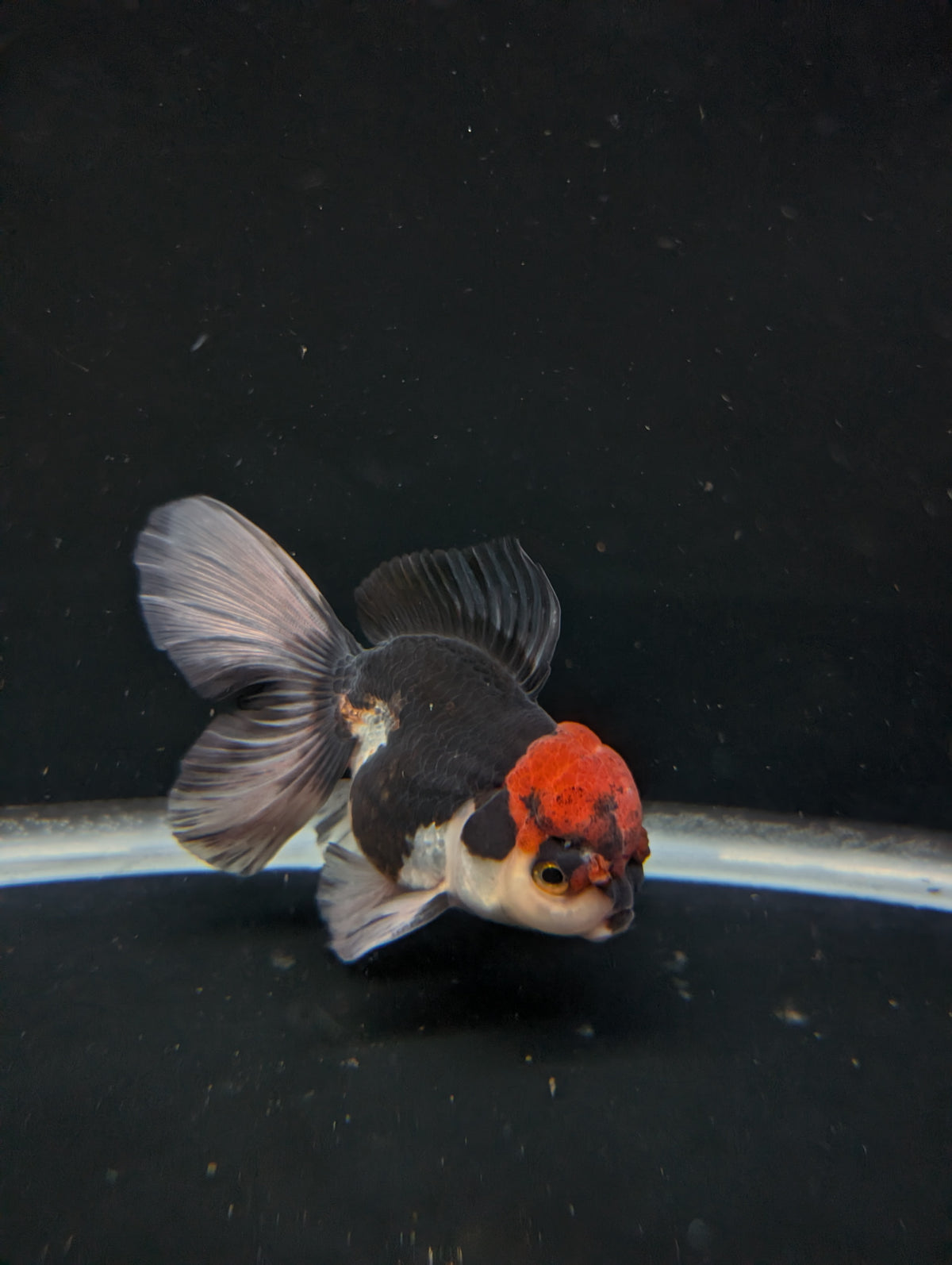 Thai Oranda Tricolor 4"-4.5"in.  ID#1030T1A-035