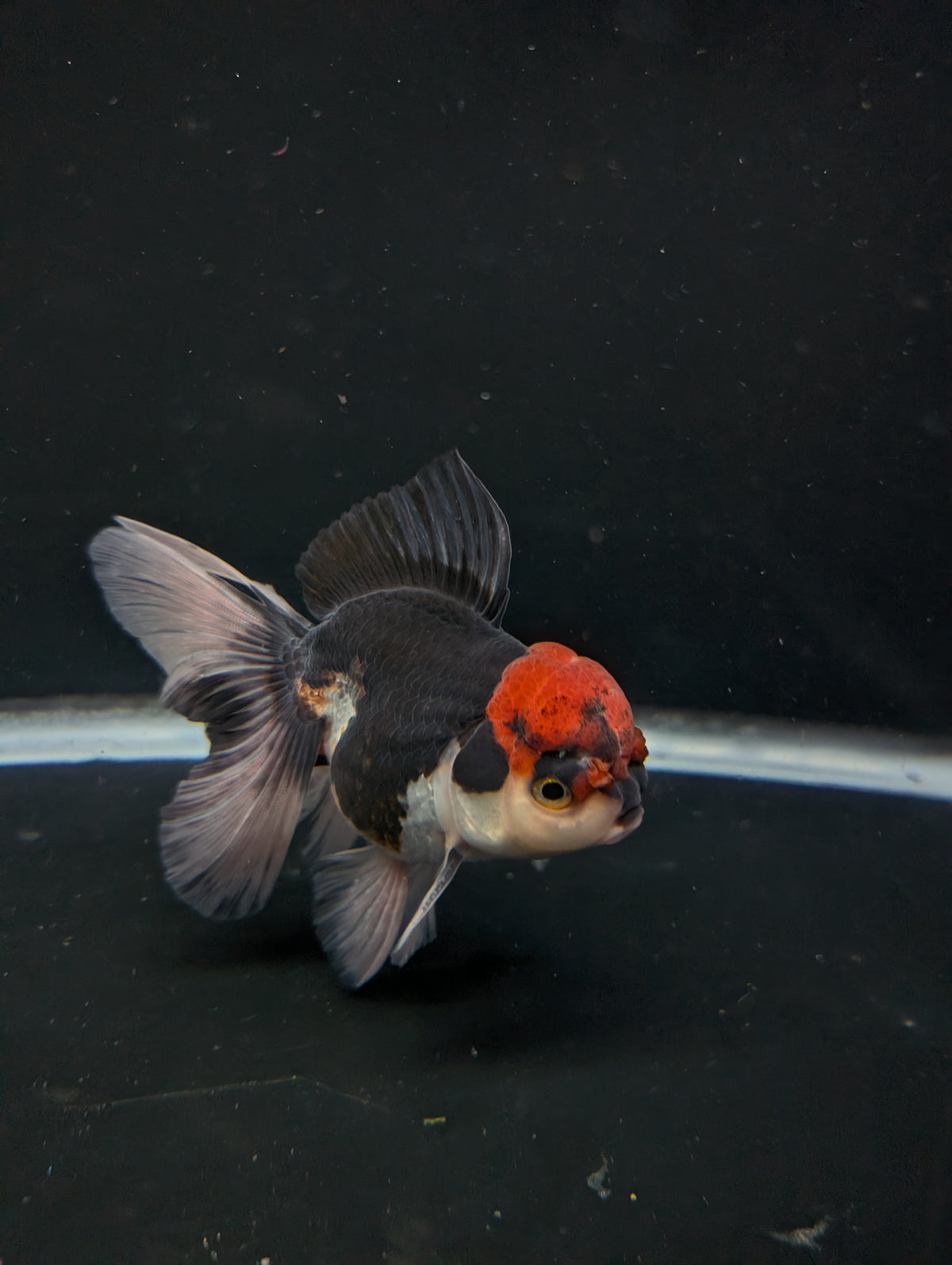 Thai Oranda Tricolor 4"-4.5"in.  ID#1030T1A-035