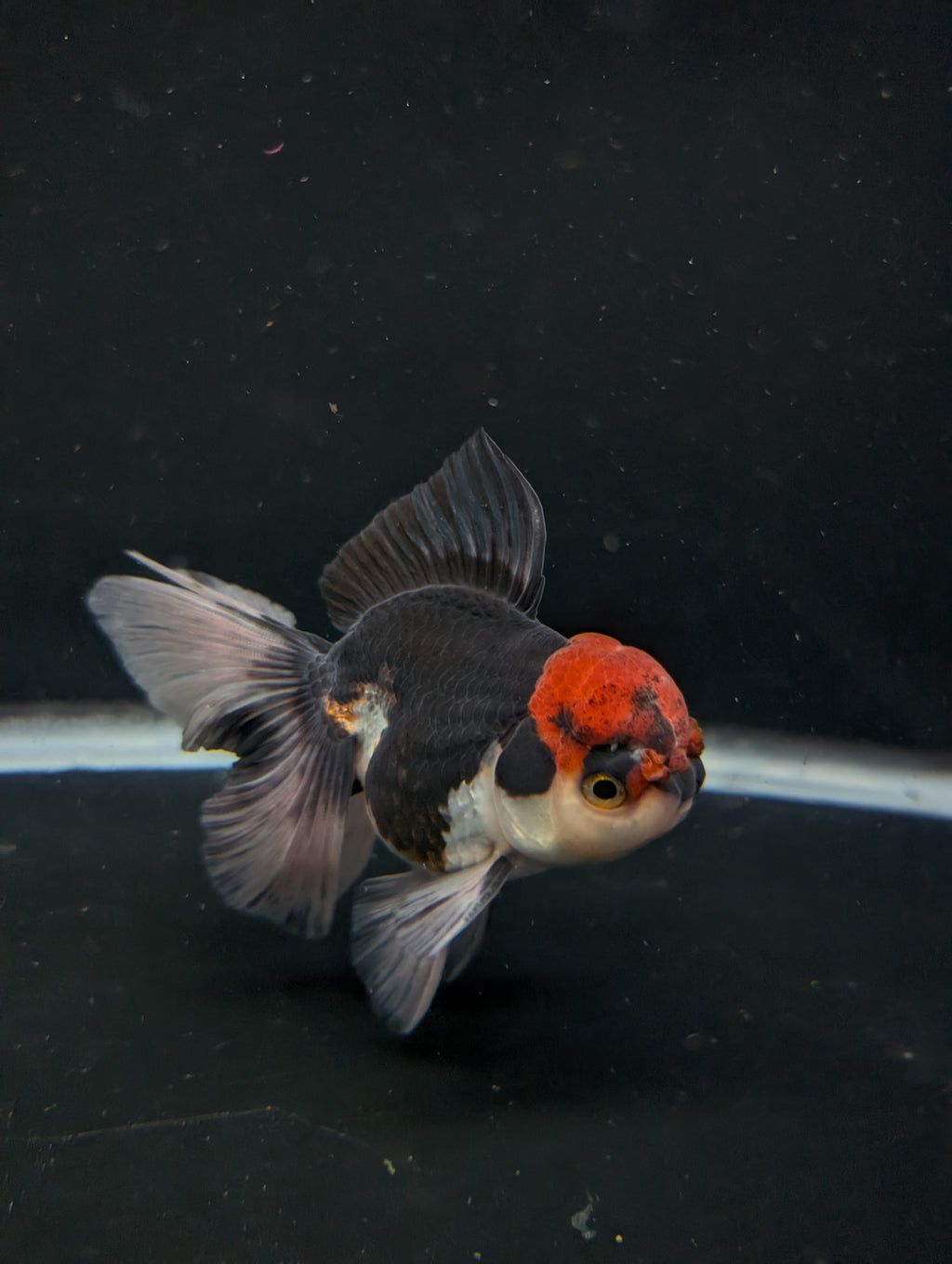 Thai Oranda Tricolor 4"-4.5"in.  ID#1030T1A-035