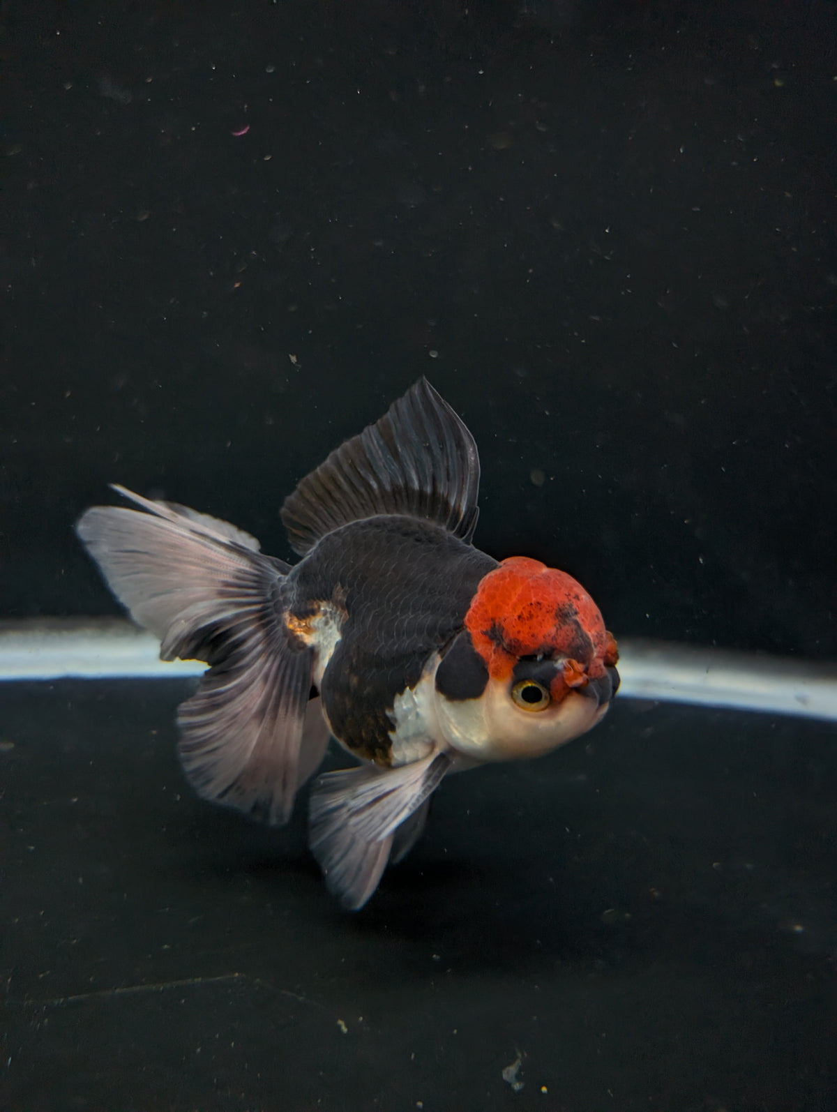 Thai Oranda Tricolor 4"-4.5"in.  ID#1030T1A-035