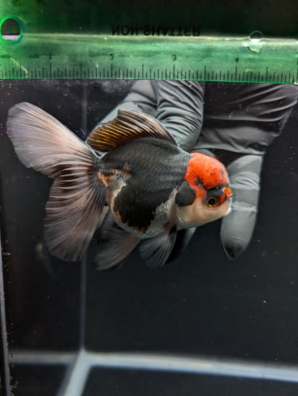 Thai Oranda Tricolor 4"-4.5"in.  ID#1030T1A-035