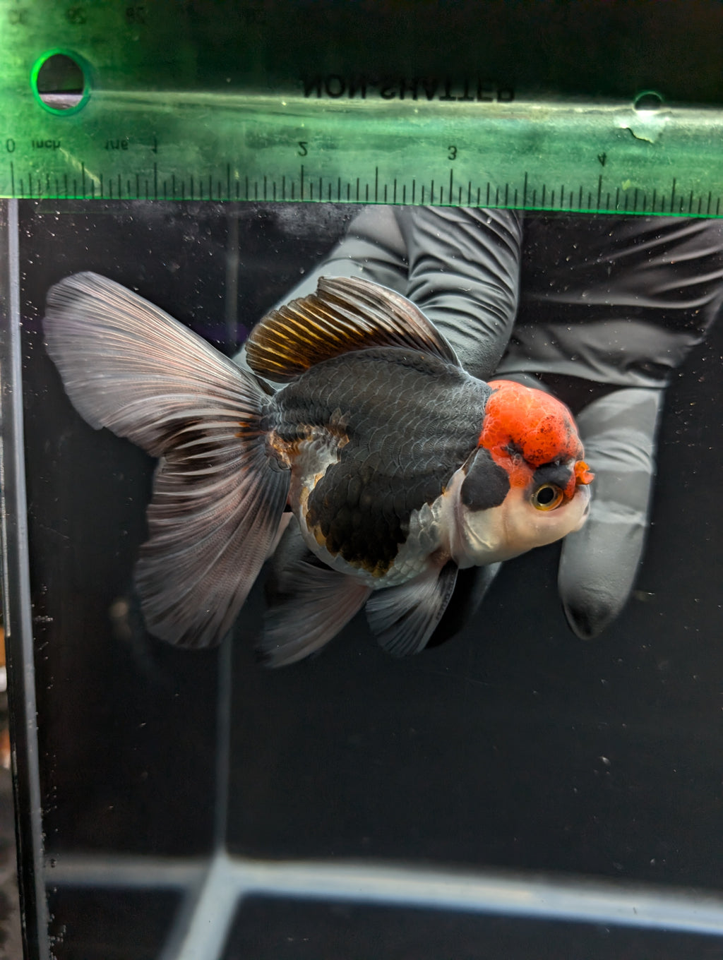 Thai Oranda Tricolor 4"-4.5"in.  ID#1030T1A-035