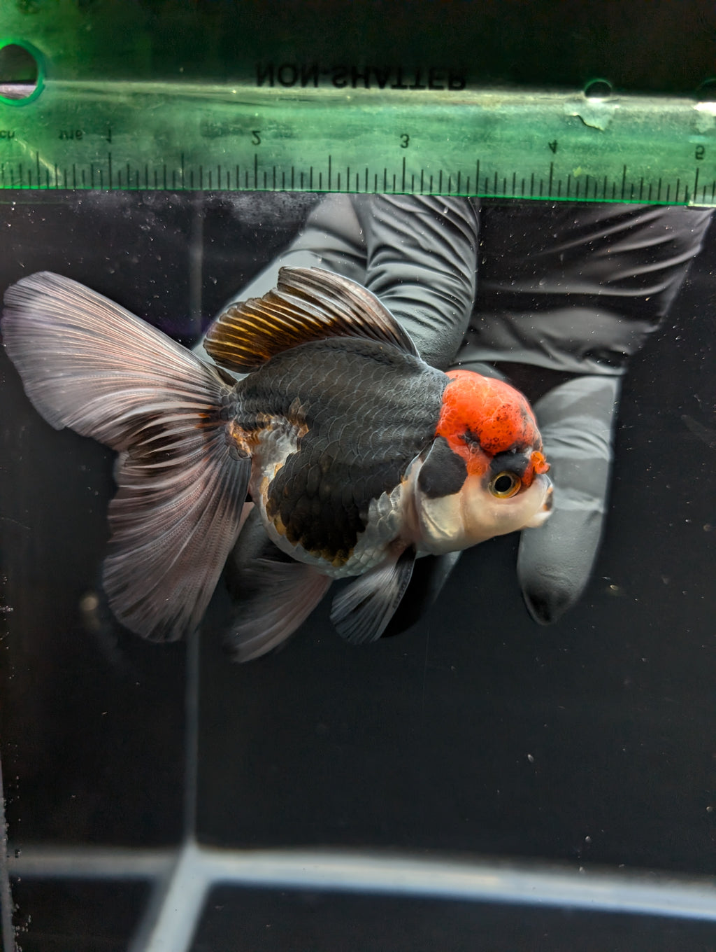 Thai Oranda Tricolor 4"-4.5"in.  ID#1030T1A-035