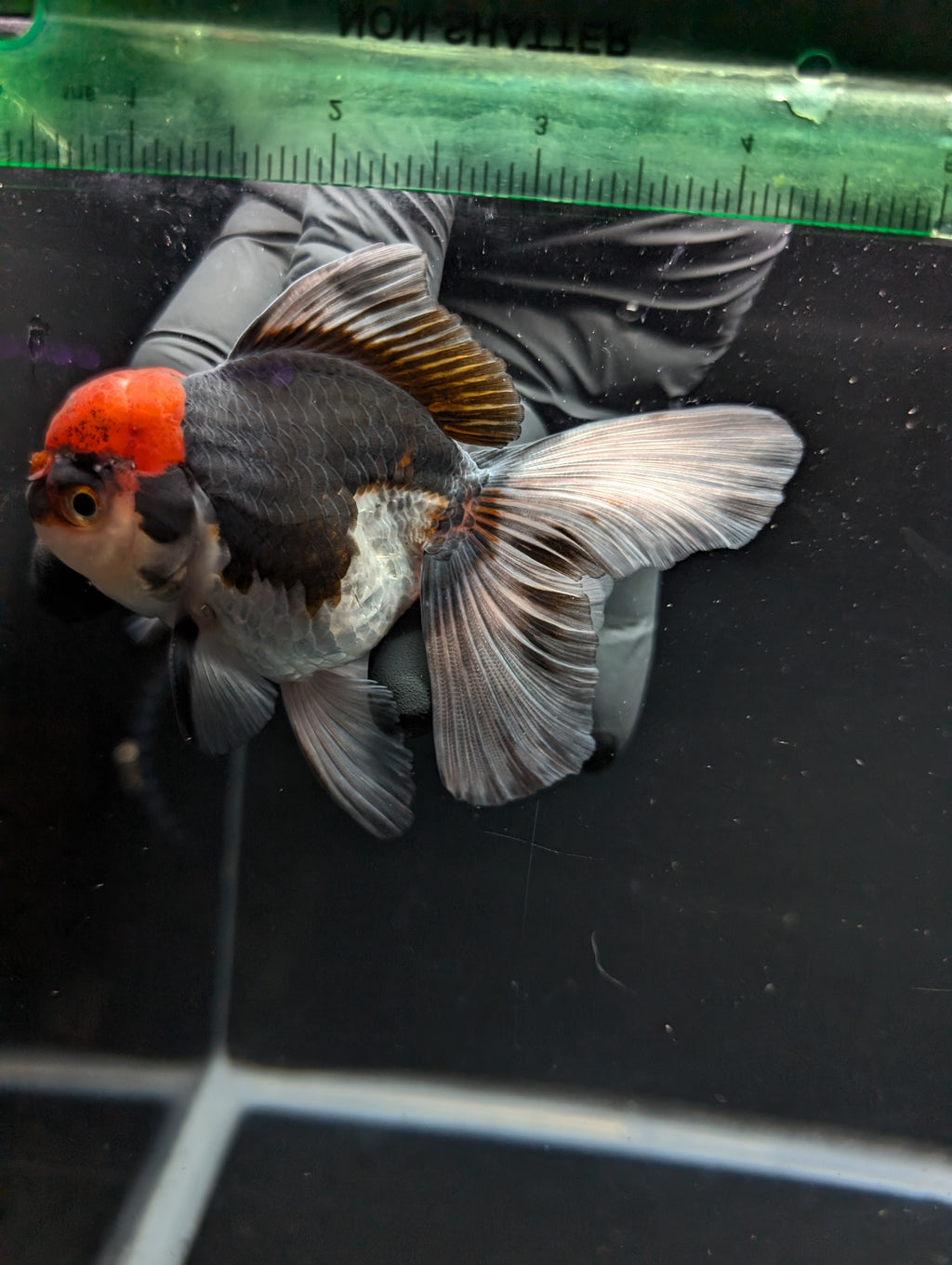 Thai Oranda Tricolor 4"-4.5"in.  ID#1030T1A-035