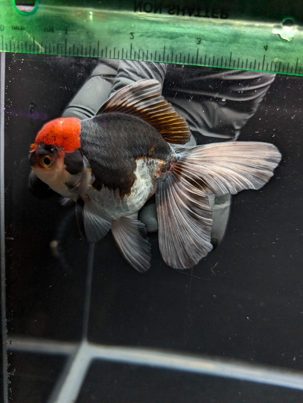 Thai Oranda Tricolor 4"-4.5"in.  ID#1030T1A-035