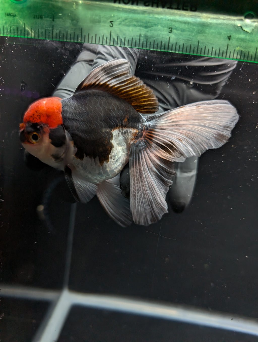 Thai Oranda Tricolor 4"-4.5"in.  ID#1030T1A-035