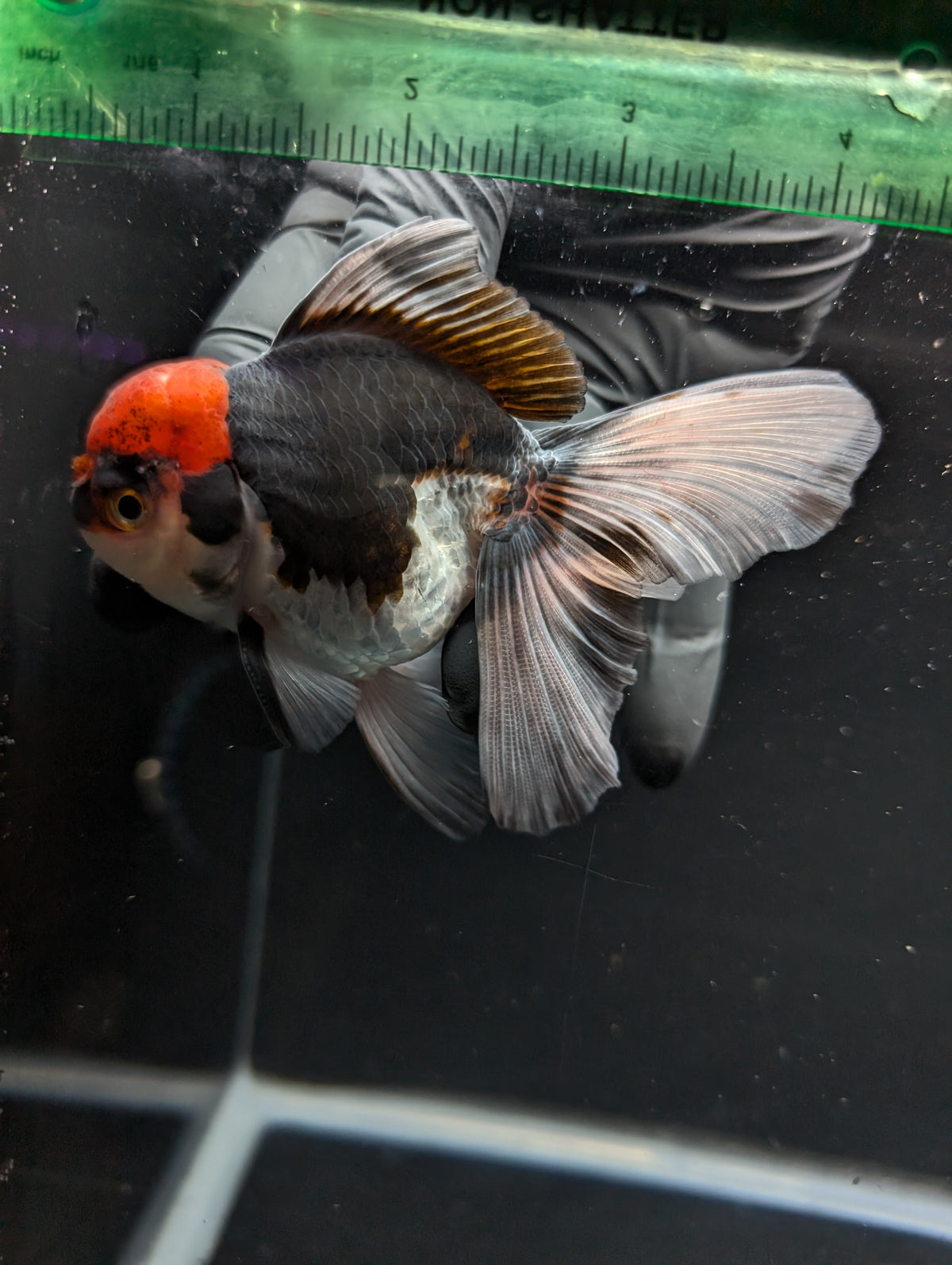 Thai Oranda Tricolor 4"-4.5"in.  ID#1030T1A-035