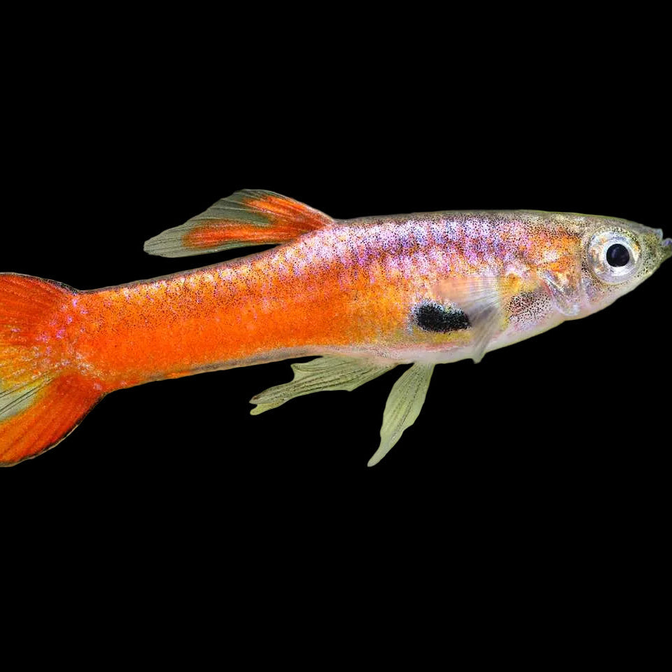 3Pack - Red/Pink Endler Guppy *Assorted