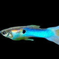 3Pack - Blue Endler Guppy *Assorted