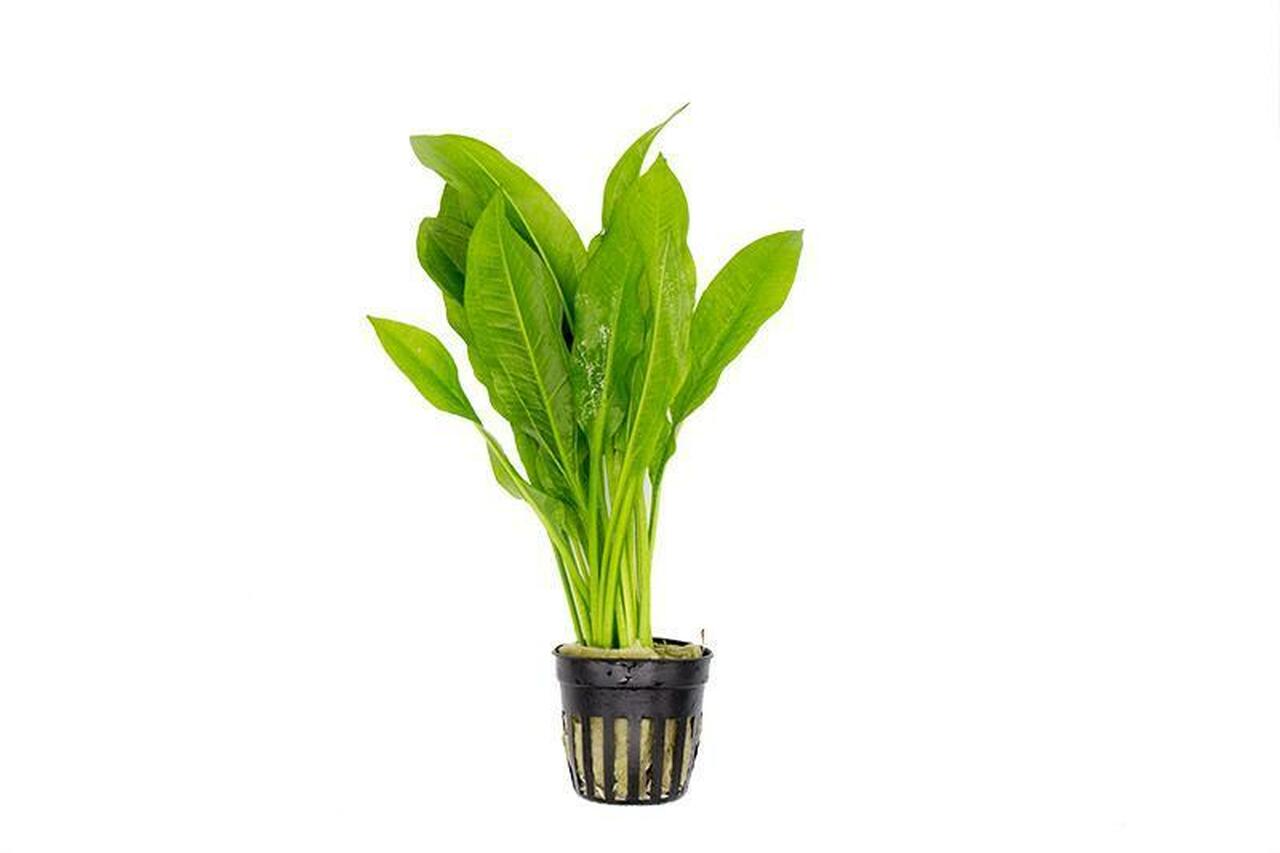 Aquarium Plant Pack Assorted x5 (Lead Bunches / Loose)