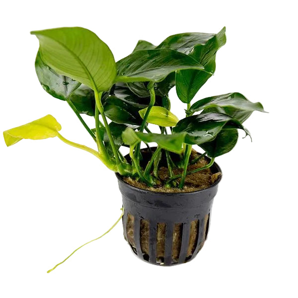 Anubias Nana / (Pot)