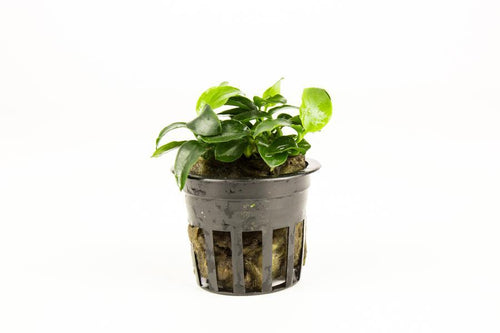 Anubias Plant Pack Assorted x5 (Pots)