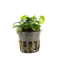 Anubias Petite / (Pot)