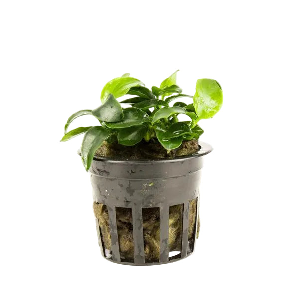 Anubias Petite / (Pot)