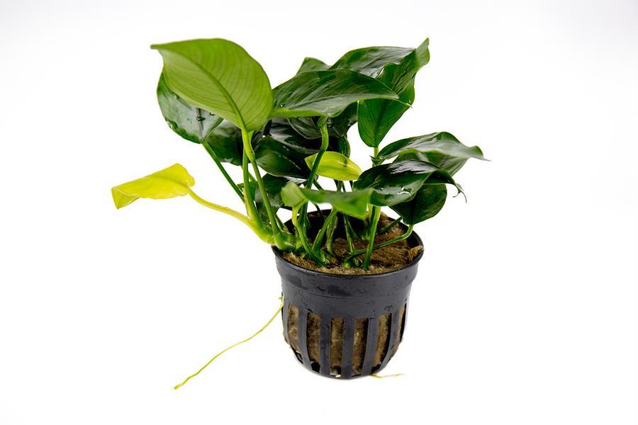 Anubias Plant Pack Assorted x5 (Pots)