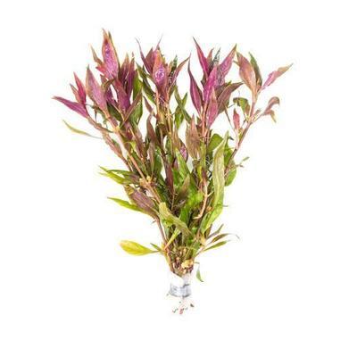 Aquarium Plant Pack Assorted x5 (Lead Bunches / Loose)