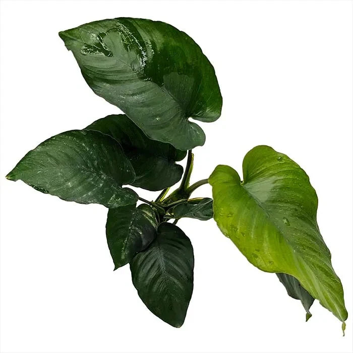 Anubias Barteri / (Pot)