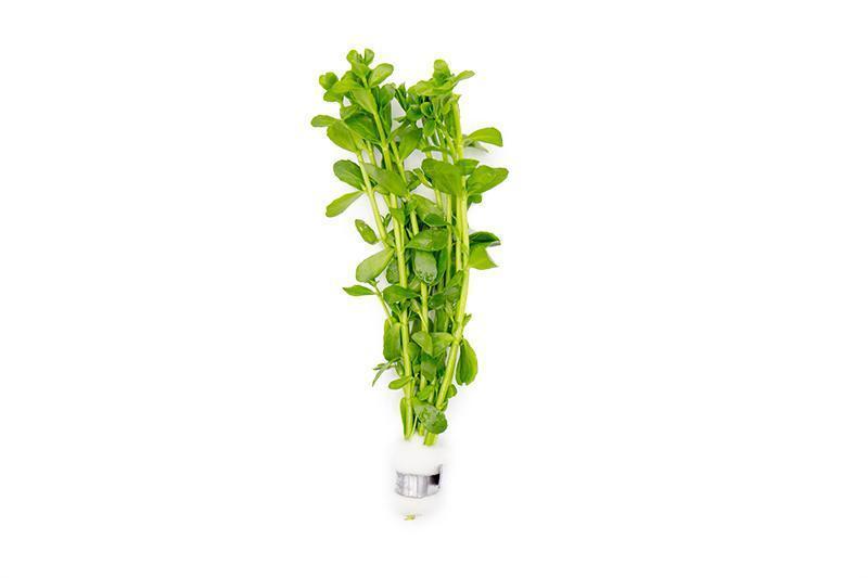 Aquarium Plant Pack Assorted x5 (Lead Bunches / Loose)