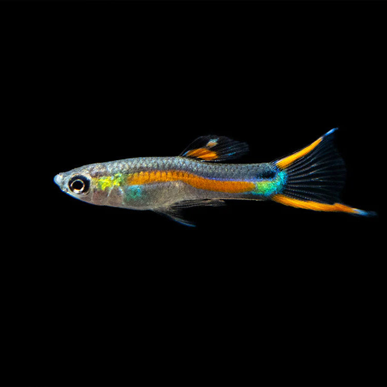 3Pack - Black Bar Endler Guppy *Assorted