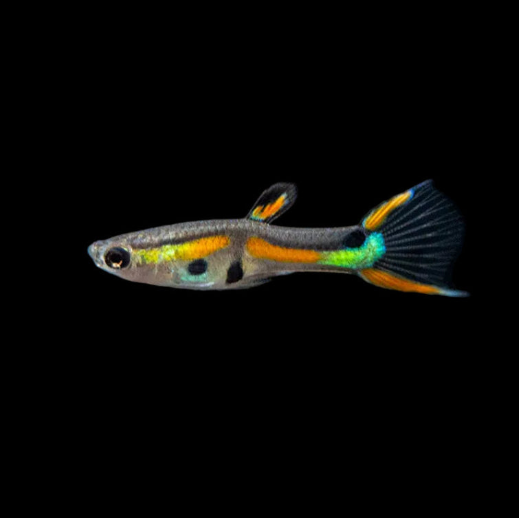 3Pack - Black Bar Endler Guppy *Assorted