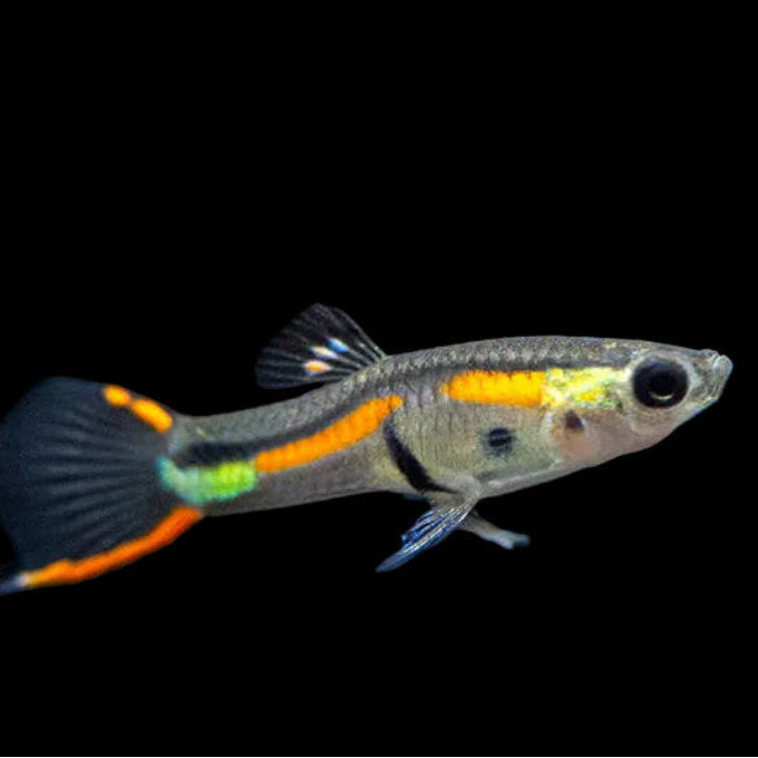 3Pack - Black Bar Endler Guppy *Assorted