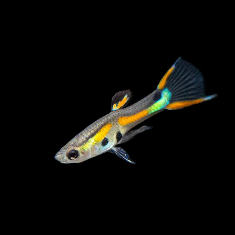 3Pack - Black Bar Endler Guppy *Assorted