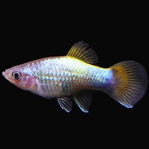 3Pack - Blue Butterfly Platty  *Assorted