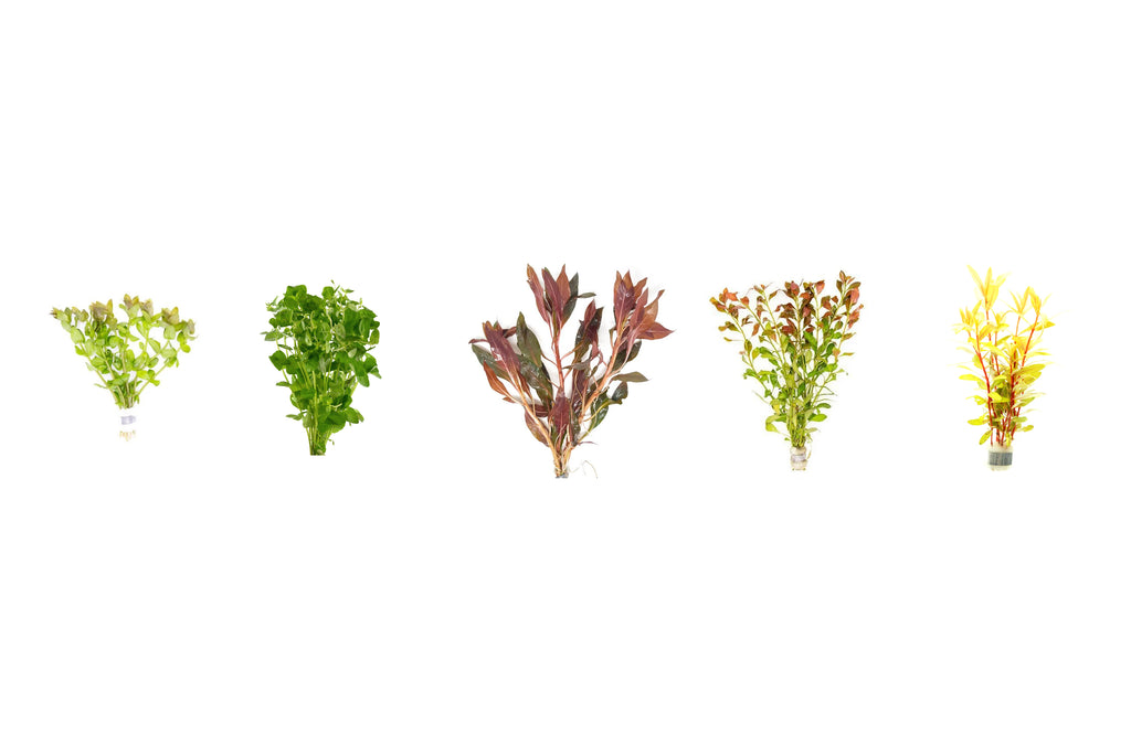 Aquarium Plant Pack Assorted x5 (Lead Bunches / Loose)