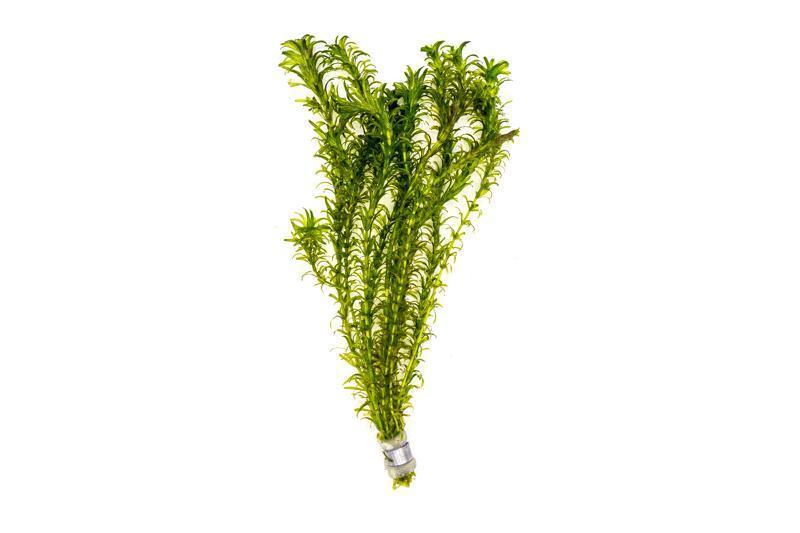 Aquarium Plant Pack Assorted x5 (Lead Bunches / Loose)