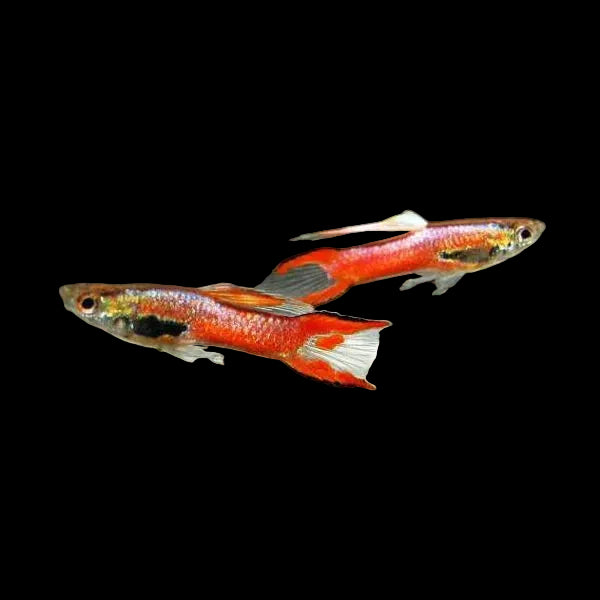 3Pack - Red/Pink Endler Guppy *Assorted