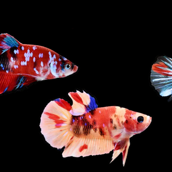 Female Betta Koi Plakat *Assorted