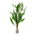 Green Temple / (Lead Bunch)