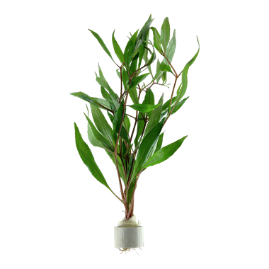 Aquarium Plant Pack Assorted x5 (Lead Bunches / Loose)