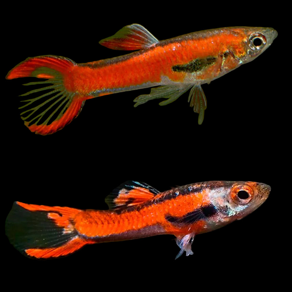 3Pack - Red/Pink Endler Guppy *Assorted