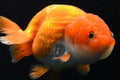 Ranchu Red White Assorted 2.5"-3" in.